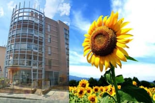 Casa dei girasoli
