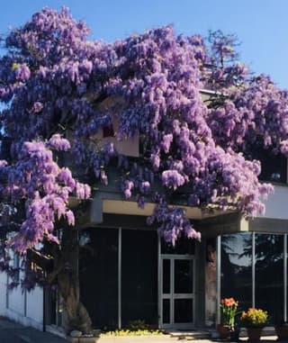GARDEN OF VENICE
